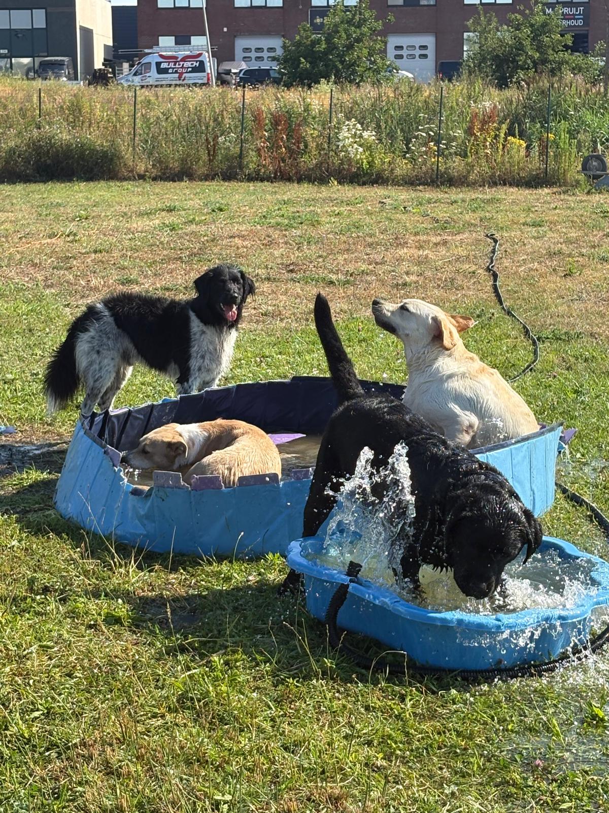 Honden spelen en spetteren in het zwembadje op het veld