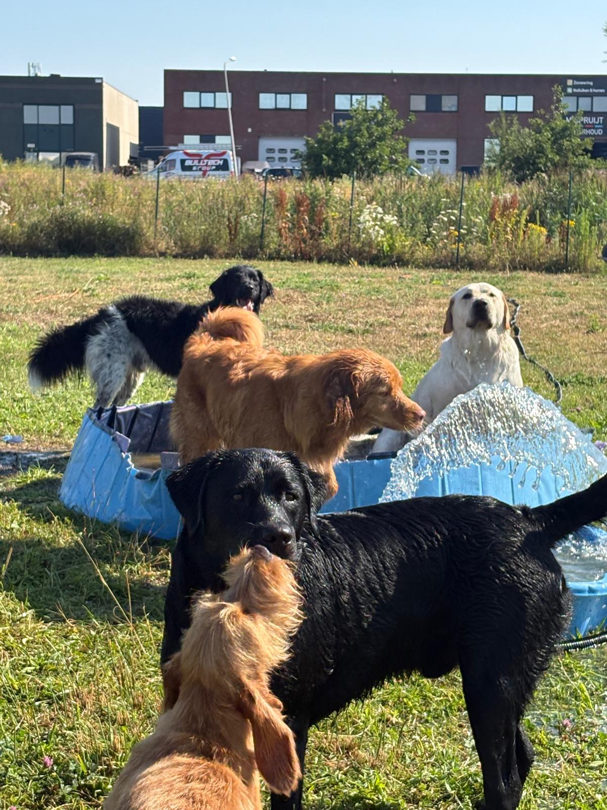 Groep honden geniet van het water op een warme dag