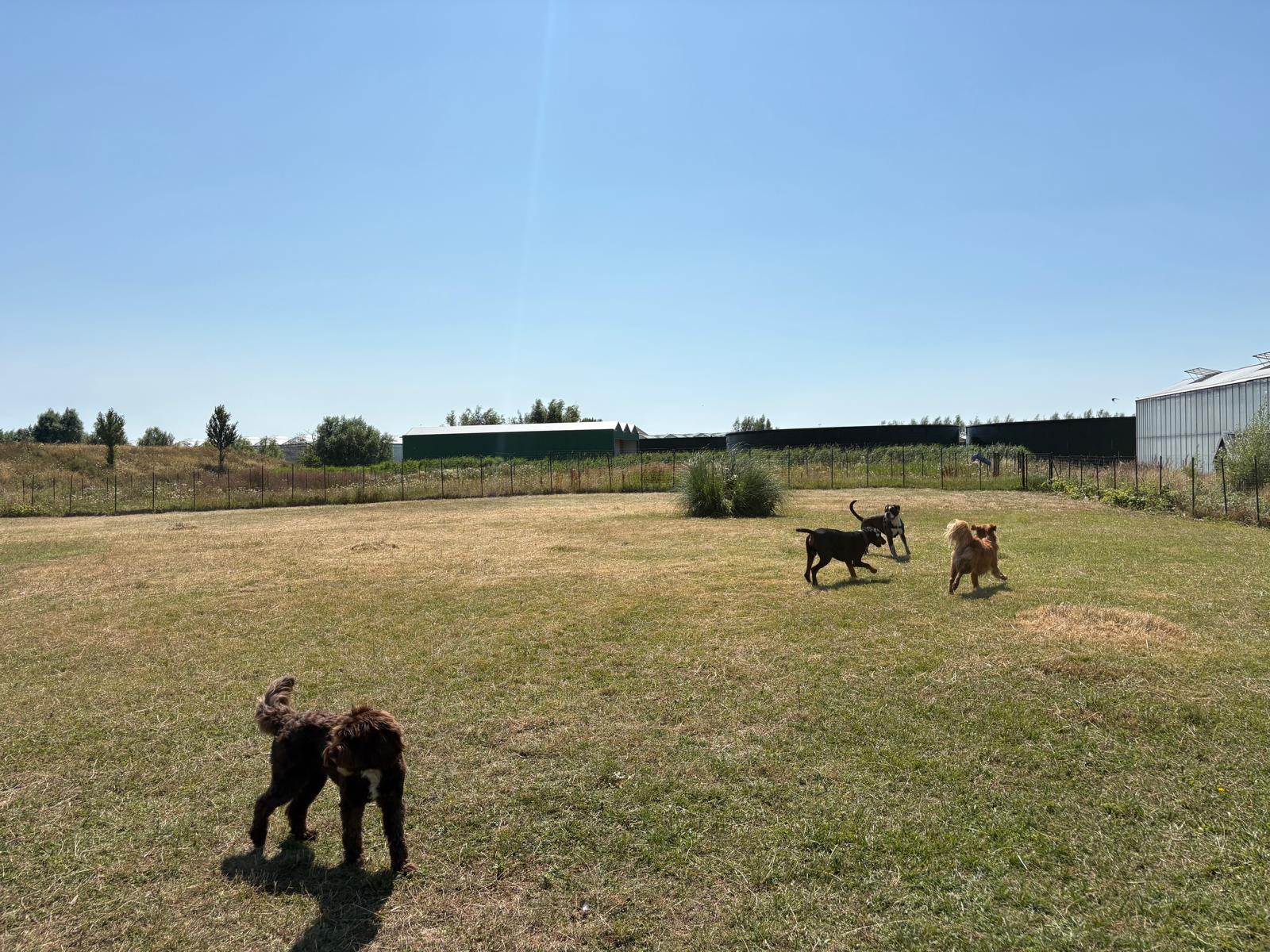 Honden rennen vrij rond op het ruime opvangveld