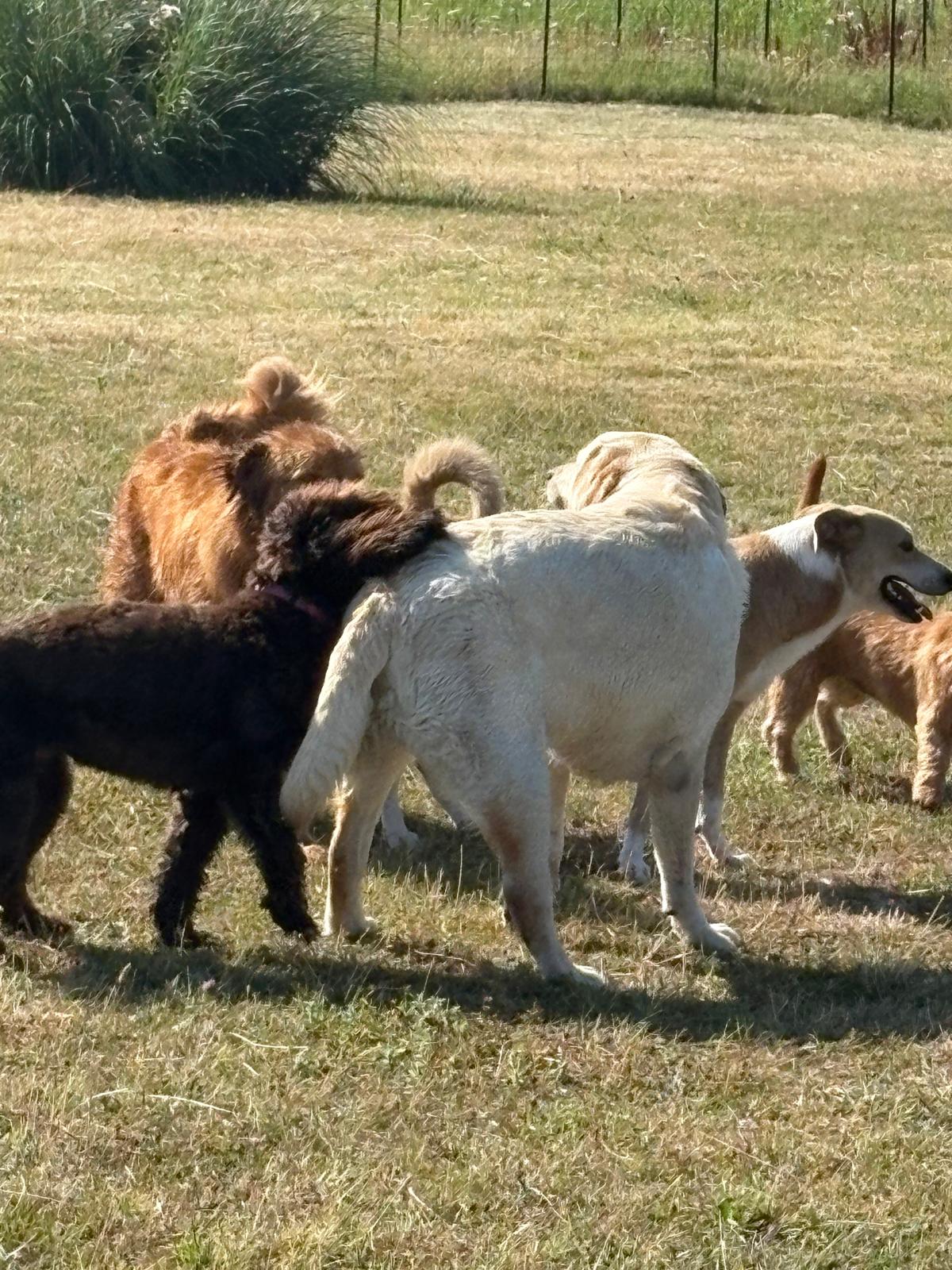 Meerdere honden ontspannen en spelen in het gras